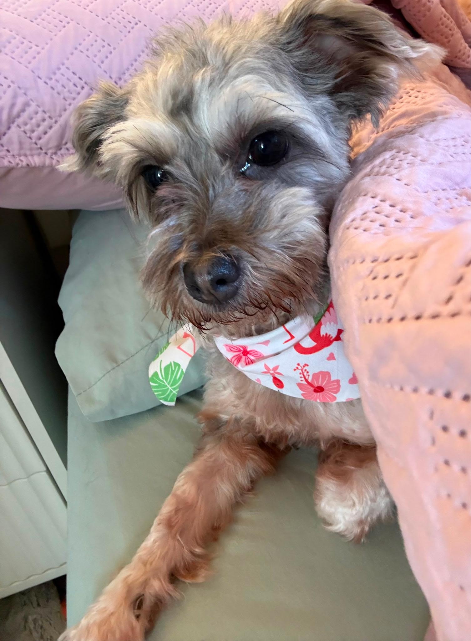 Enlarge CHIQI, a Adoptable mixed breed in Newark, NJ image 6/6