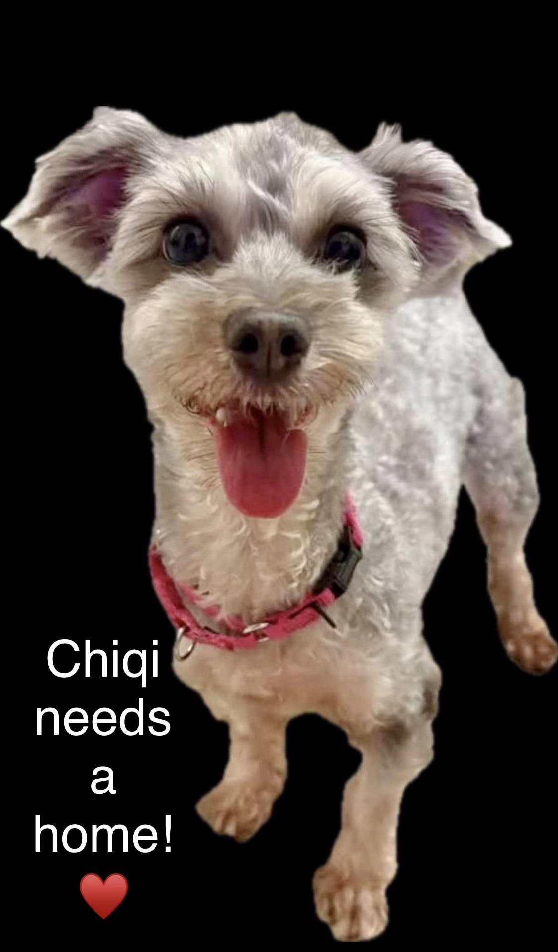 CHIQI, Adoptable, Adult Female Yorkshire Terrier.