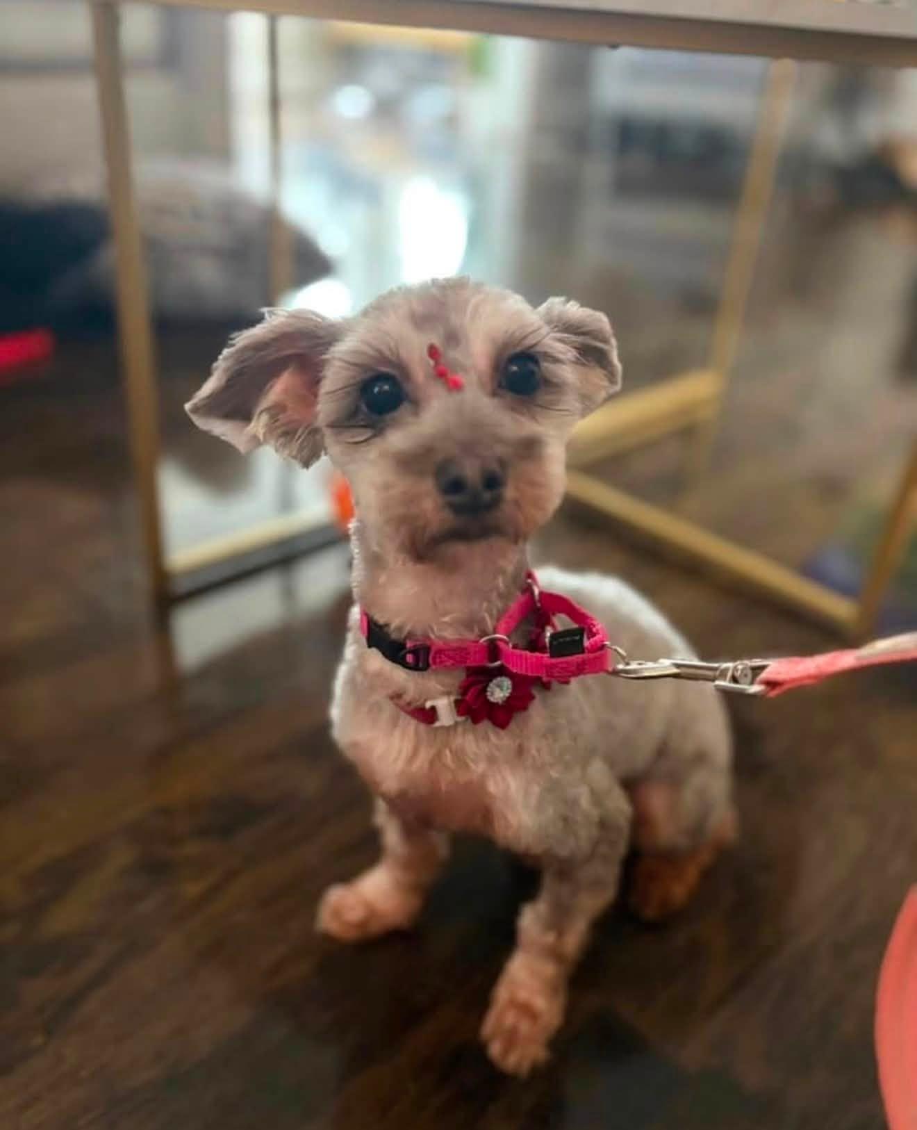 Enlarge CHIQI, a ADOPTABLE mixed breed in New York, NY image 4/6