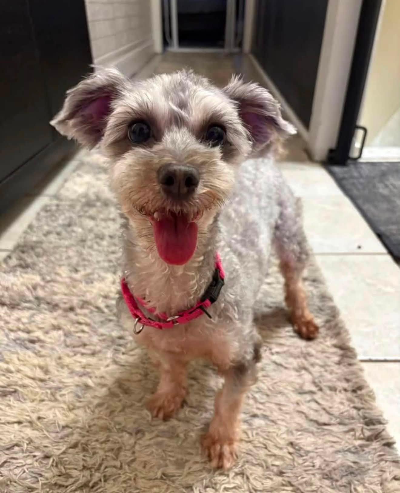 CHIQI, ADOPTABLE, Adult Female Yorkshire Terrier.