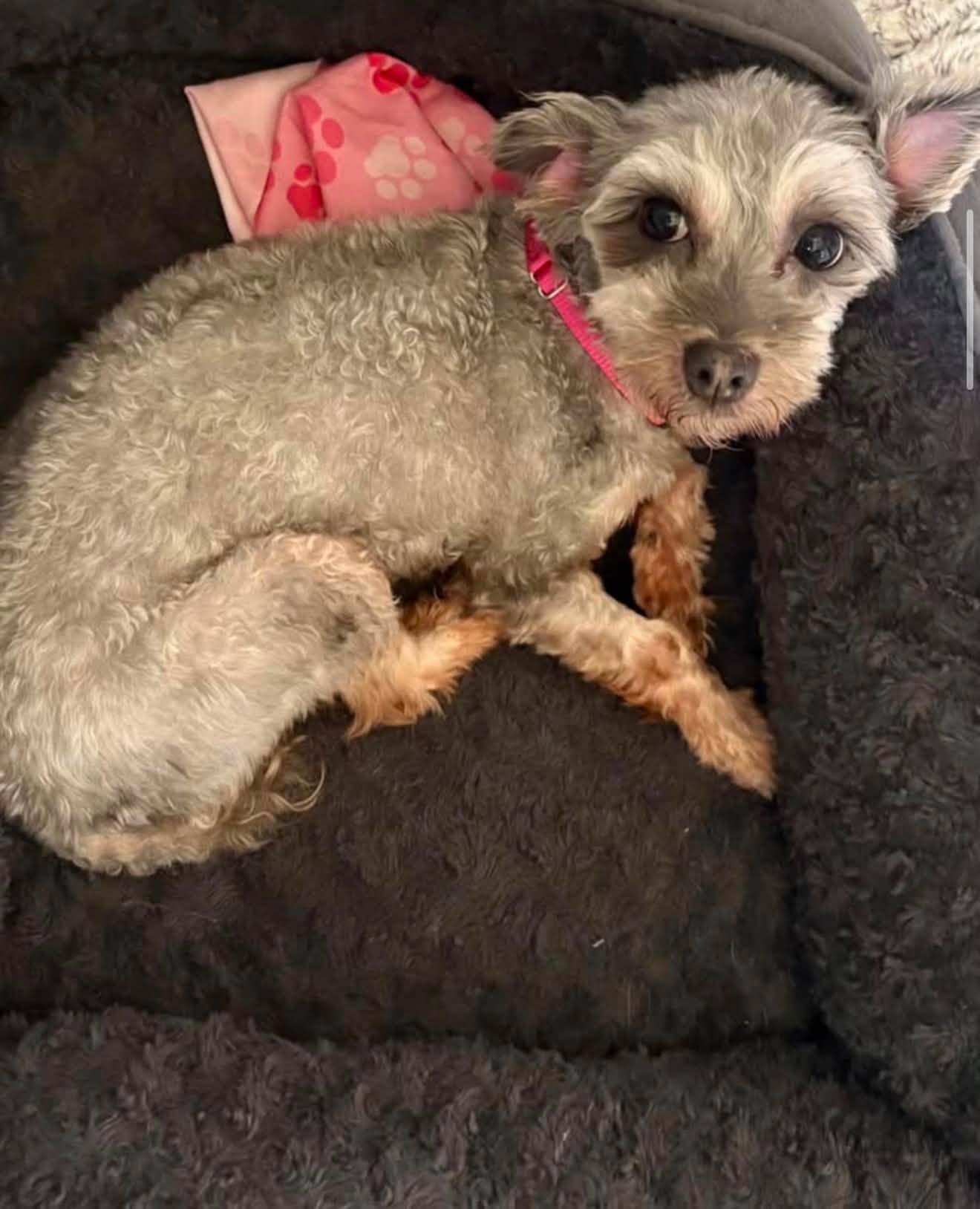 Enlarge CHIQI, a ADOPTABLE mixed breed in New York, NY image 5/6