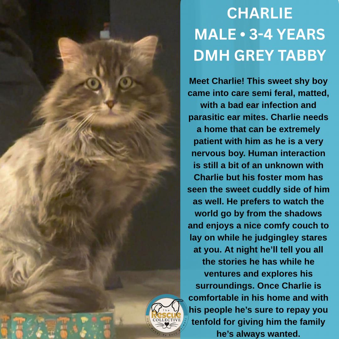 Enlarge Charlie, a ADOPTABLE Domestic Long Hair in Clive, AB image 1/1
