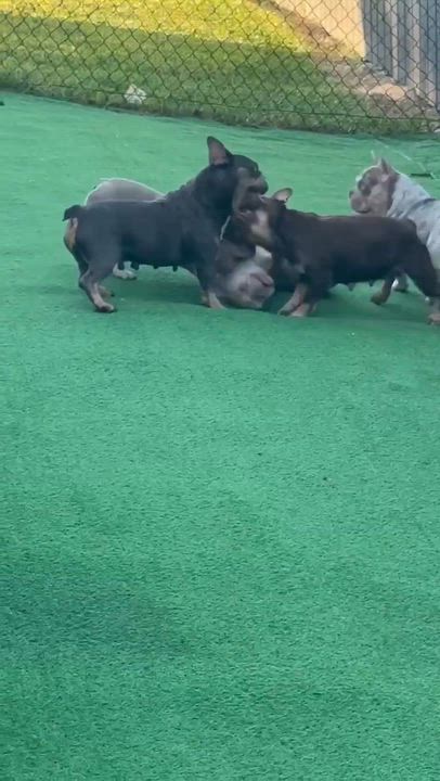 Enlarge Blue, a ADOPTABLE French Bulldog in Palm Coast, FL video 4/4