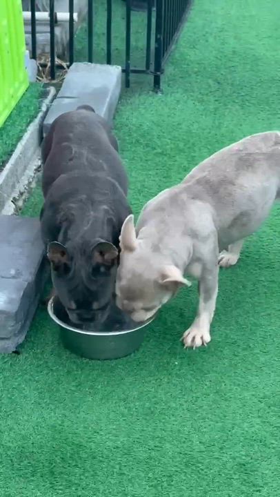 Enlarge Blue, a ADOPTABLE French Bulldog in Palm Coast, FL video 3/4