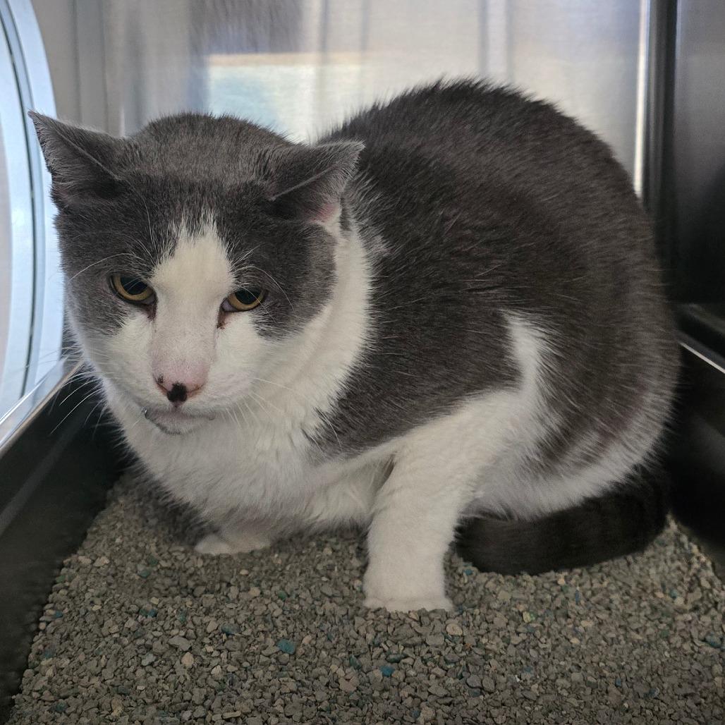 Enlarge Matty "Madison", a Adoptable Domestic Short Hair in Denver, CO image 1/6