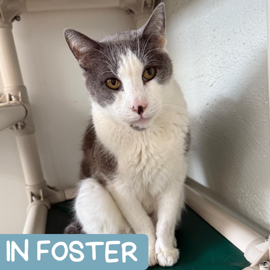 Enlarge Matty "Madison", a Adoptable Domestic Short Hair in Denver, CO image 3/6