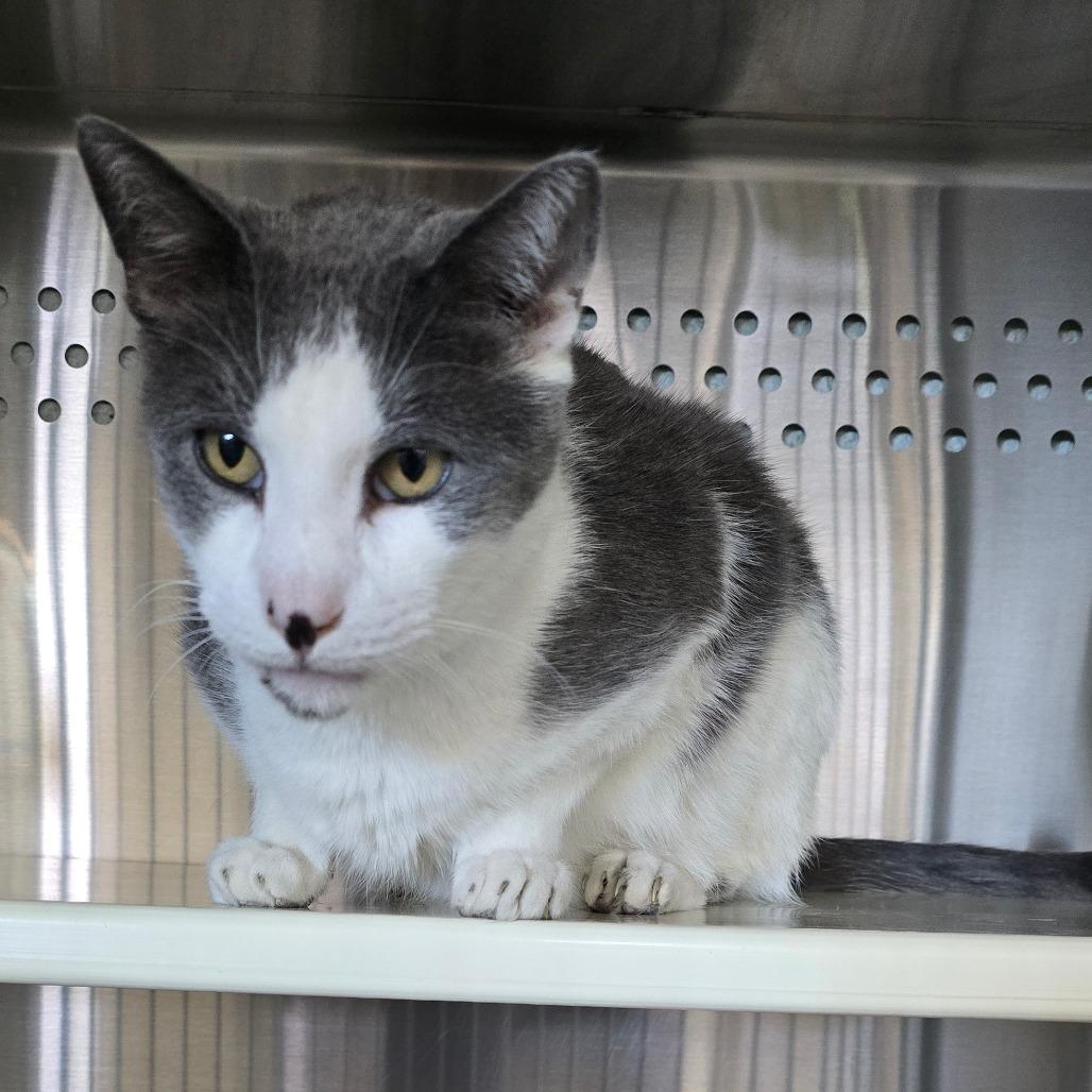 Enlarge Matty "Madison", a Adoptable Domestic Short Hair in Denver, CO image 4/6