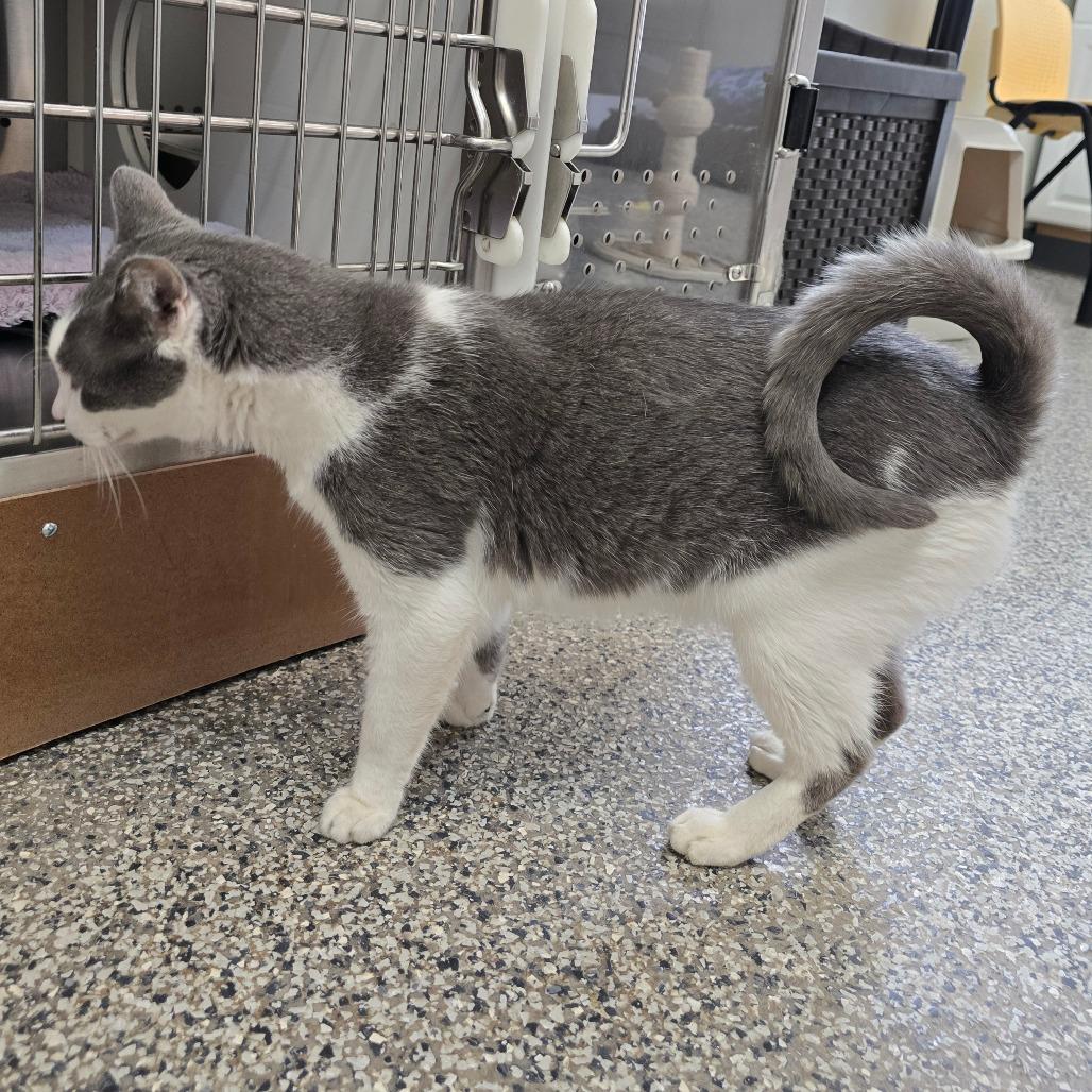 Enlarge Matty "Madison", a Adoptable Domestic Short Hair in Denver, CO image 5/6