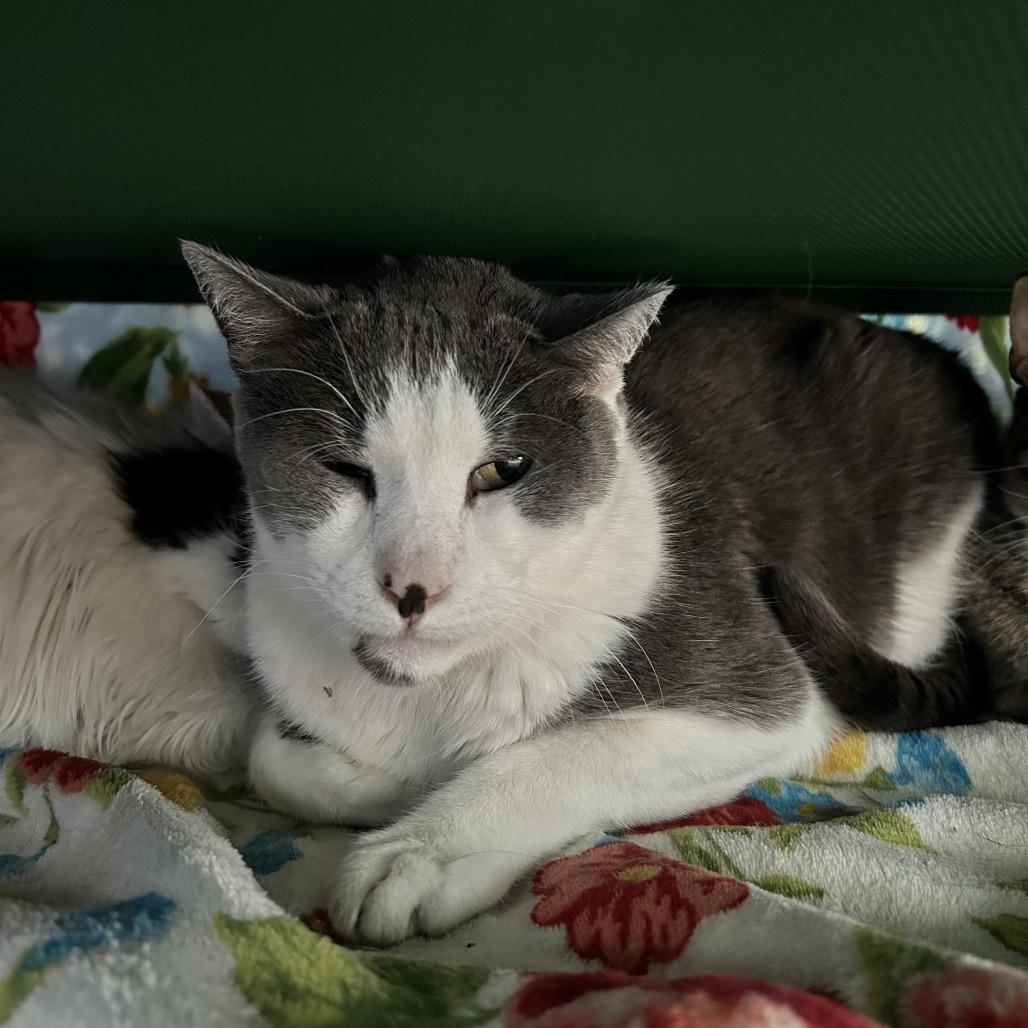 Enlarge Matty "Madison", a Adoptable Domestic Short Hair in Denver, CO image 6/6