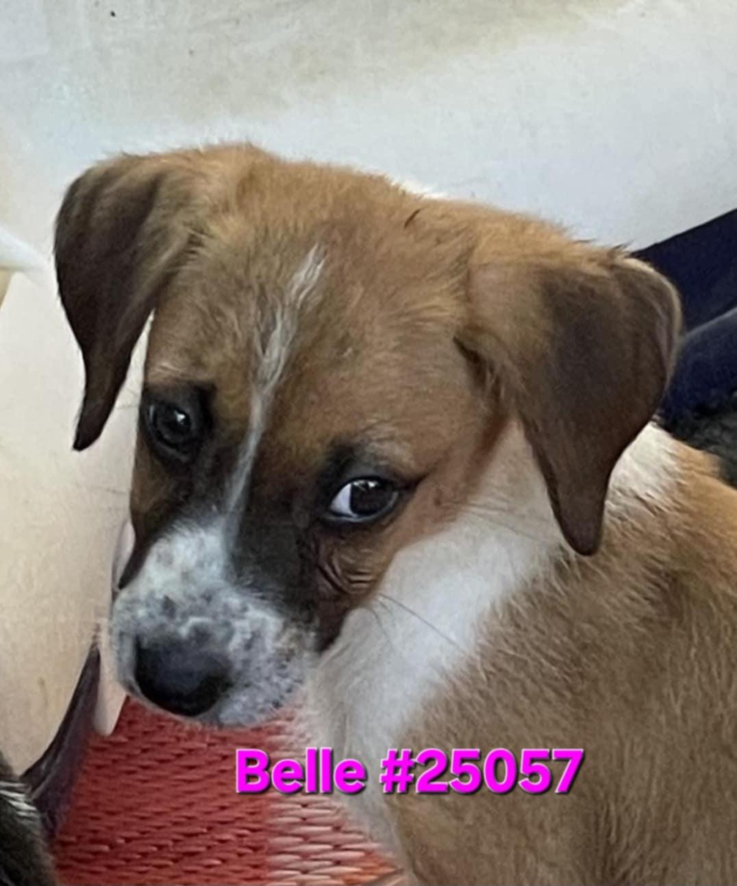 Belle, Young Female Mixed Breed