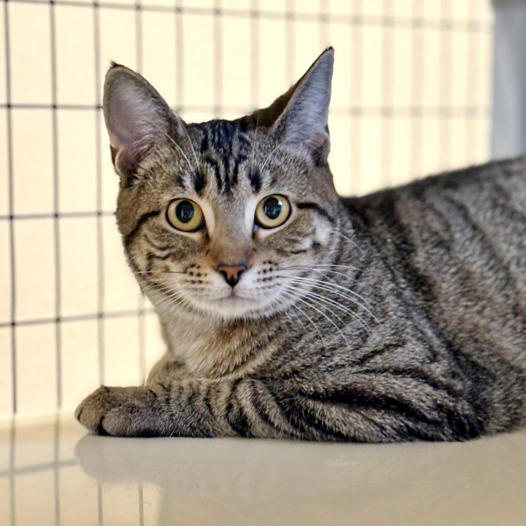 Enlarge Summit, a Adoptable Domestic Short Hair in Medford, OR image 2/2
