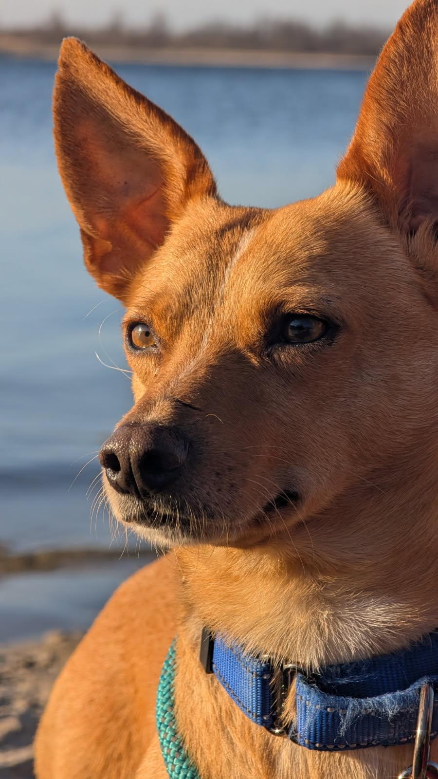 Deacon, Adoptable, Young Male Corgi.