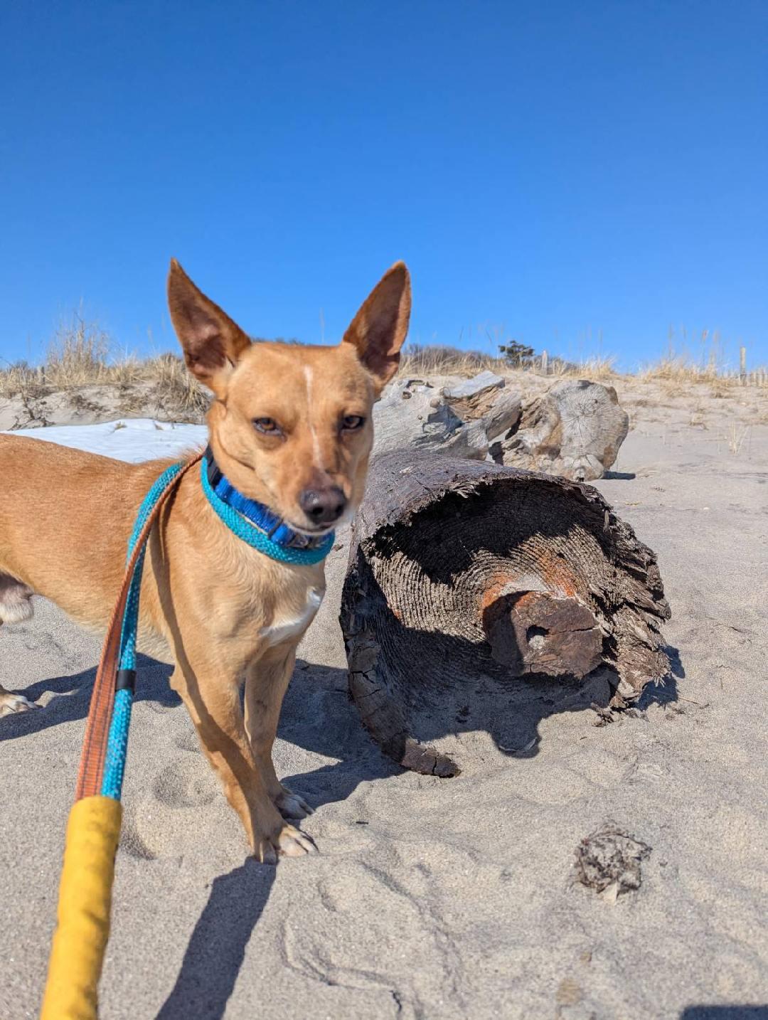 Enlarge Deacon, a Adoptable Corgi in Ozone Park, NY image 2/4