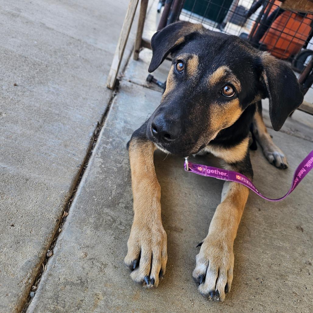 Maggie, Adoptable, Young Female German Shepherd Dog & Mixed Breed.