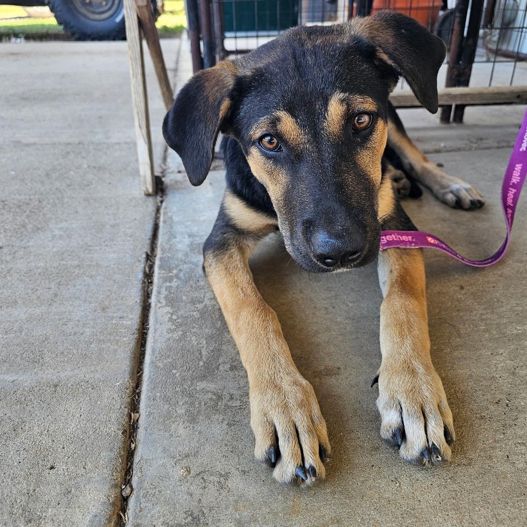 Enlarge Maggie, a Adoptable mixed breed in Wadena, MN image 2/6