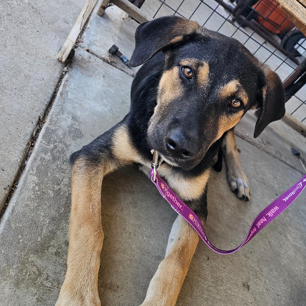 Enlarge Maggie, a Adoptable mixed breed in Wadena, MN image 3/6