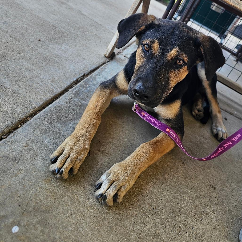 Enlarge Maggie, a Adoptable mixed breed in Wadena, MN image 4/6