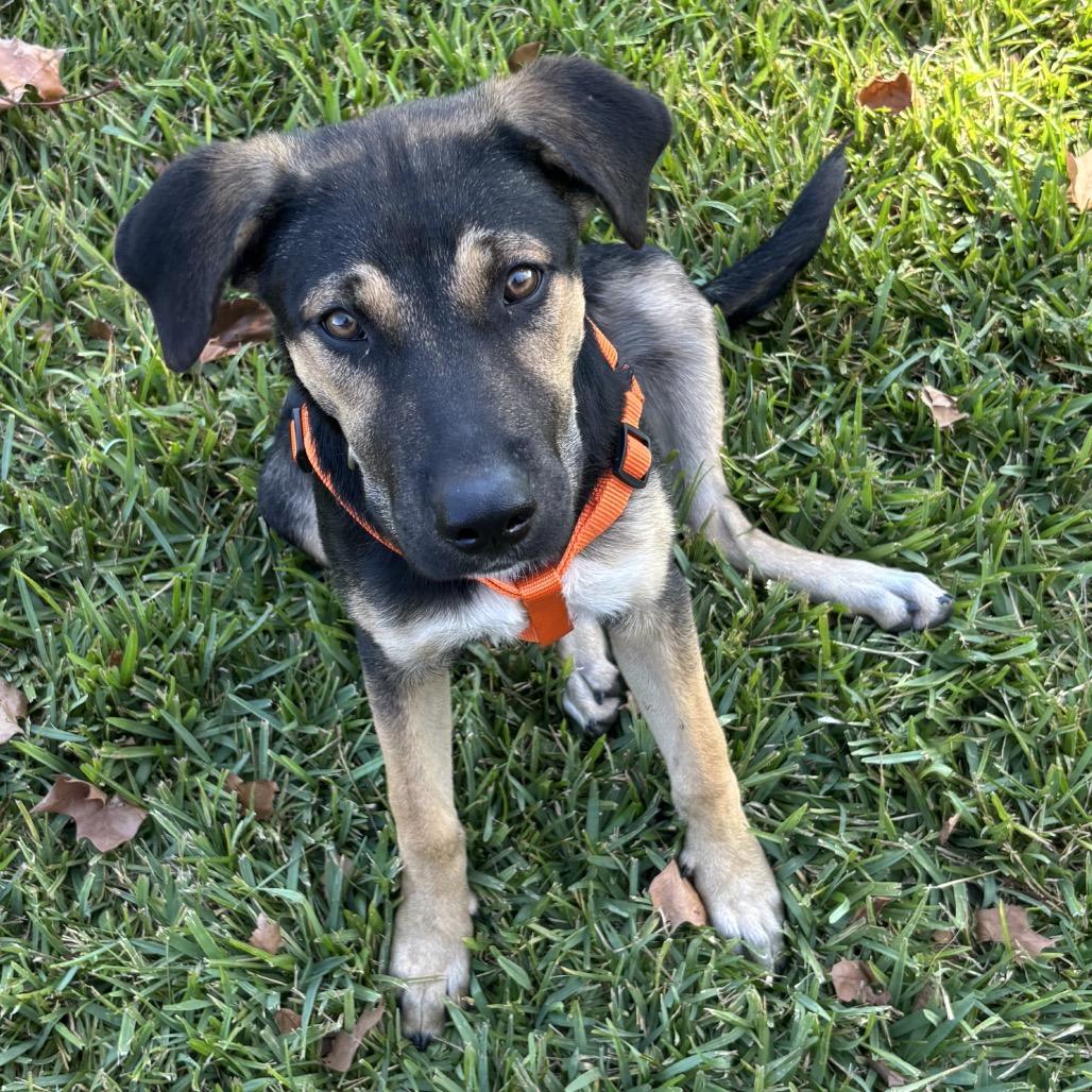 Enlarge Maggie, a Adoptable mixed breed in Wadena, MN image 5/6