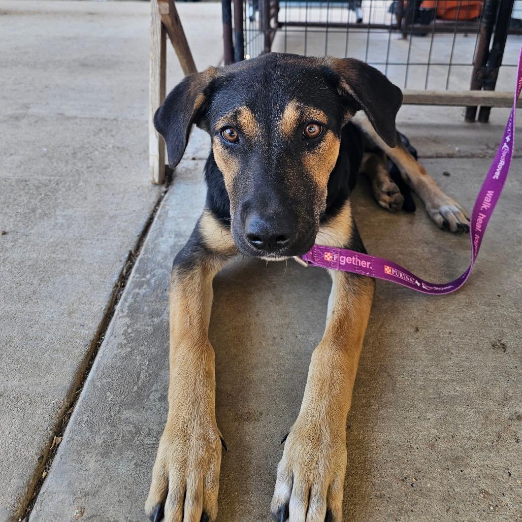 Enlarge Maggie, a Adoptable mixed breed in Wadena, MN image 6/6