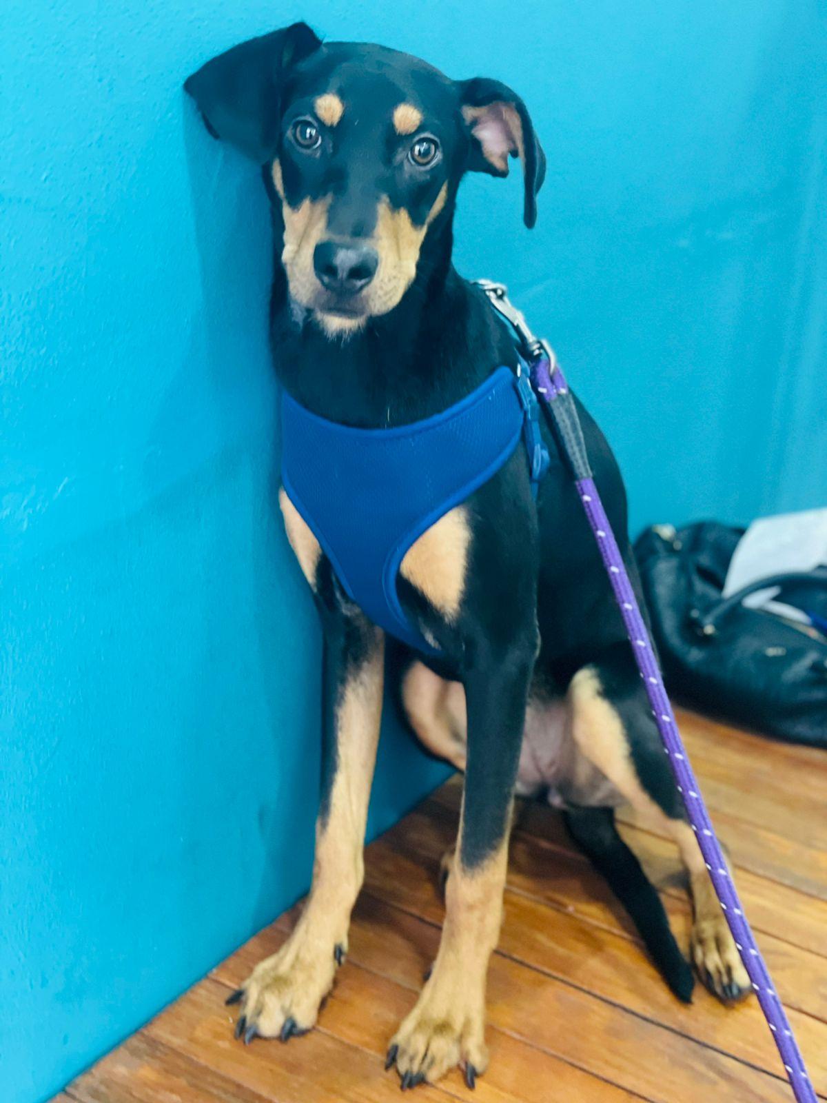 Enlarge Deva, a Adoptable mixed breed in Carlsbad, CA image 1/5