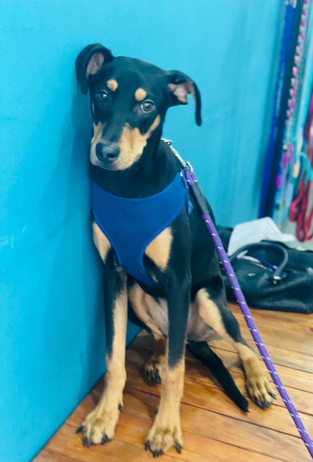 Enlarge Deva, a Adoptable mixed breed in Carlsbad, CA image 2/5