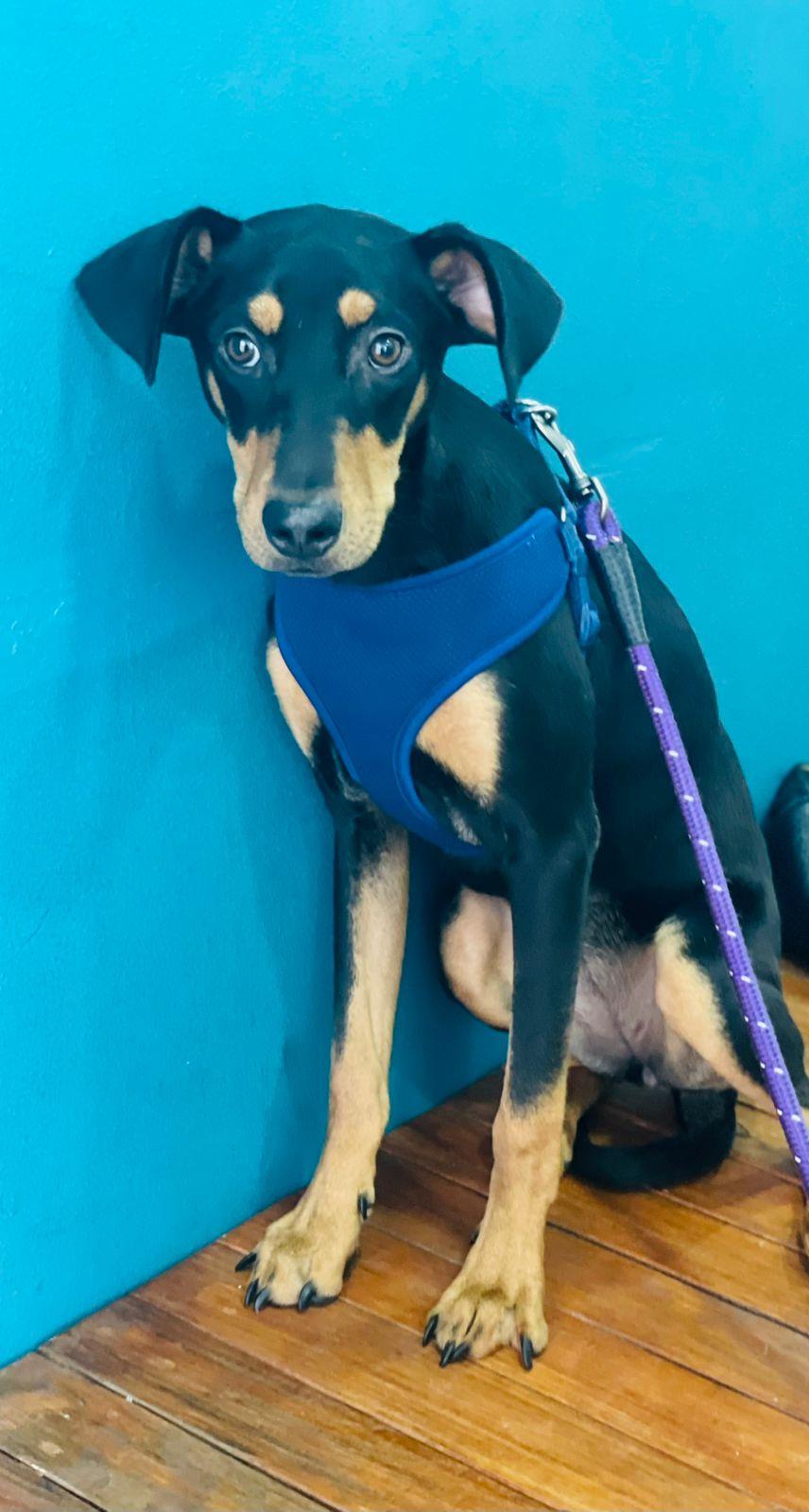 Enlarge Deva, a Adoptable mixed breed in Carlsbad, CA image 3/5