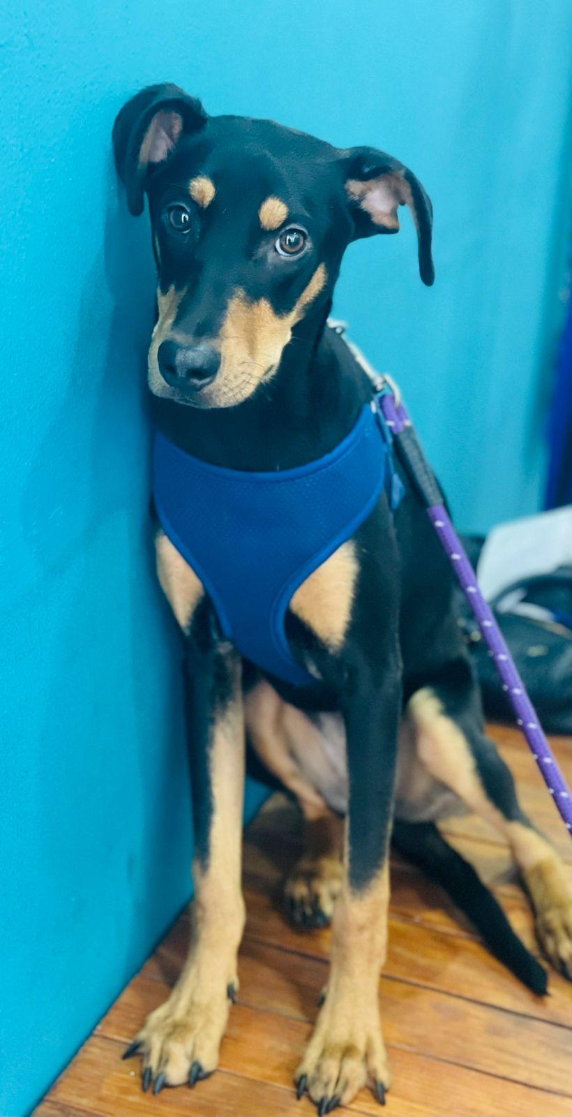 Enlarge Deva, a Adoptable mixed breed in Carlsbad, CA image 4/5