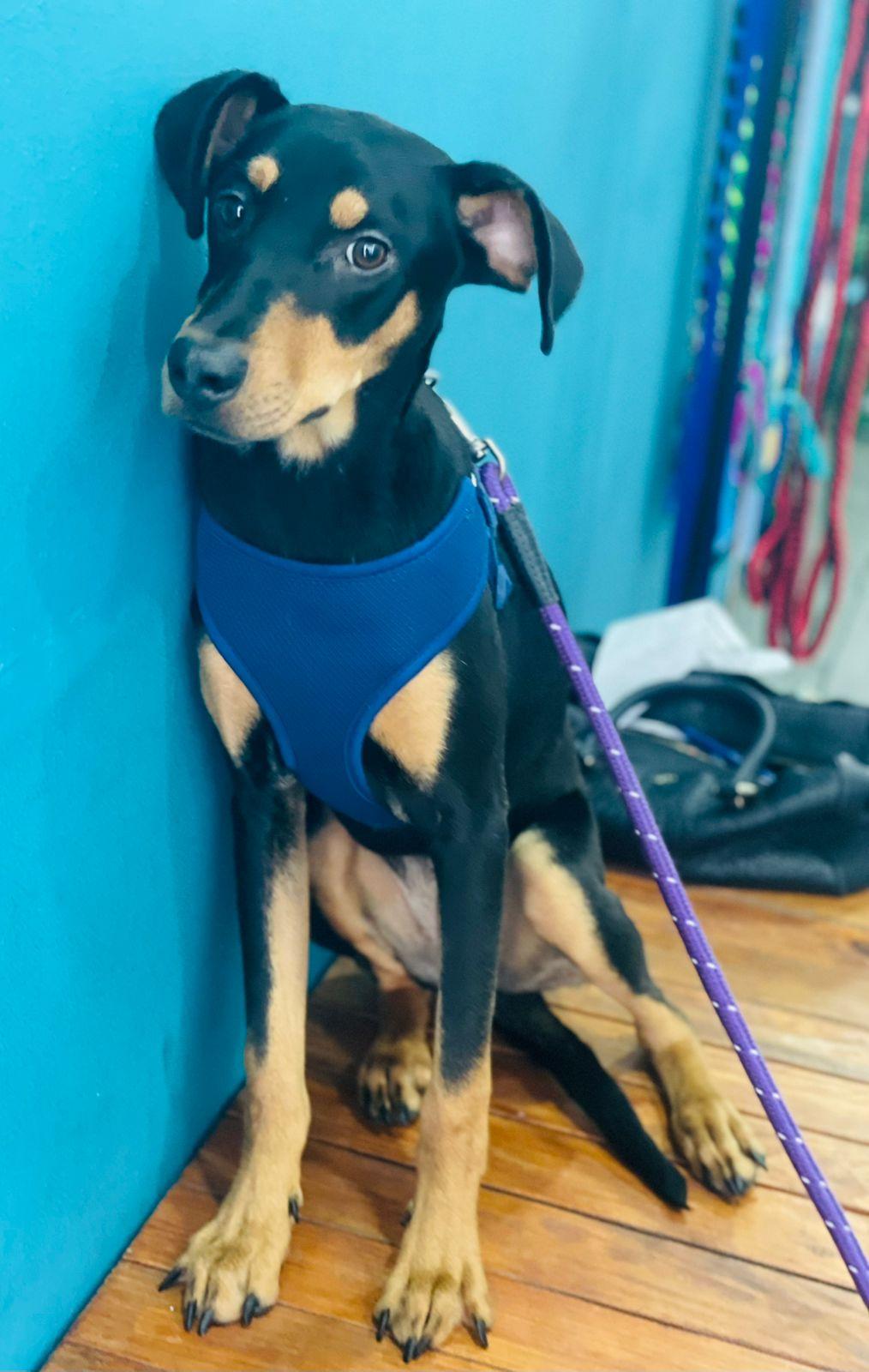 Enlarge Deva, a Adoptable mixed breed in Carlsbad, CA image 5/5