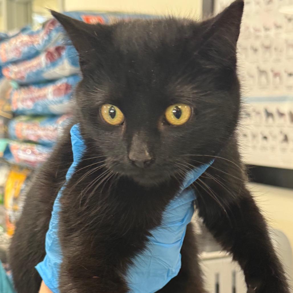 Prosperity, Adoptable, Young Female Domestic Short Hair & Domestic Long Hair.