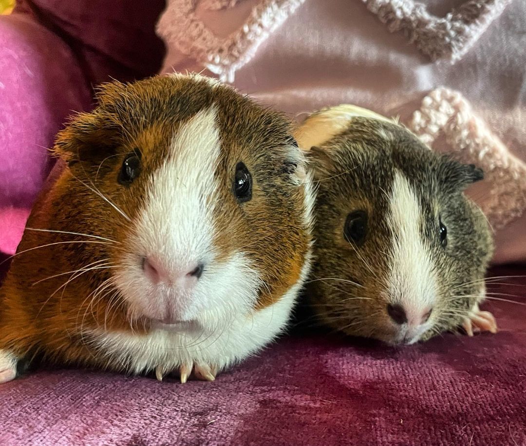 Enlarge Desi & Lucy, an adoptable Guinea Pig in Studio City, CA image 1/3