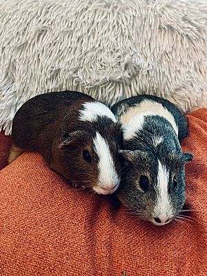 Enlarge Desi & Lucy, an adoptable Guinea Pig in Studio City, CA image 2/3
