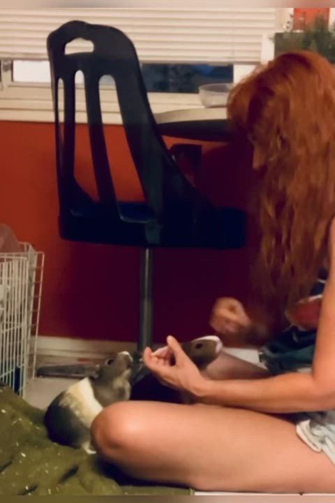 Enlarge Desi & Lucy, an adoptable Guinea Pig in Studio City, CA video 3/3