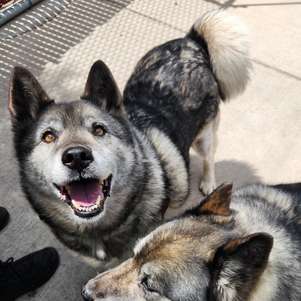 Riley, Adoptable, Senior Female Norwegian Elkhound & Mixed Breed.