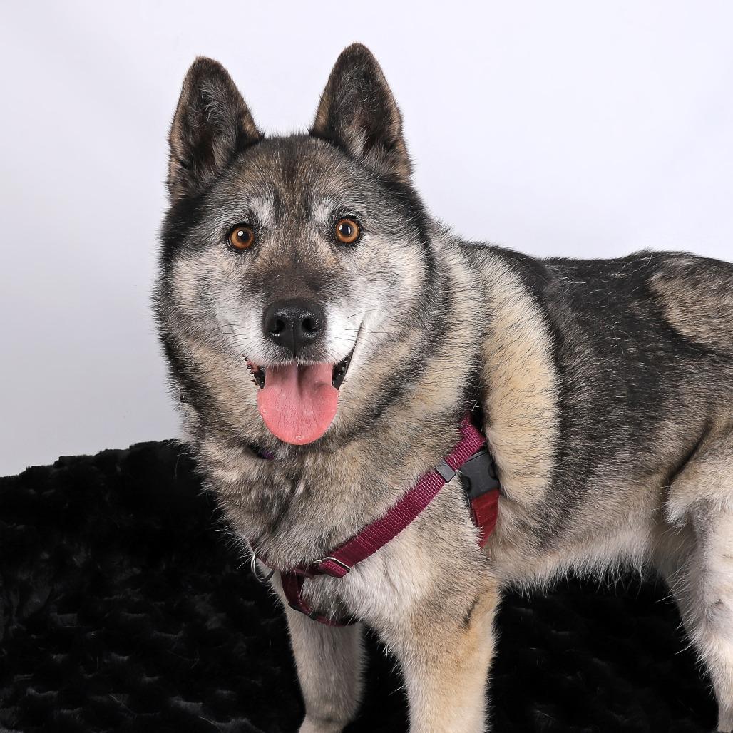Riley, a Adoptable mixed breed in Murray, UT image 2/5