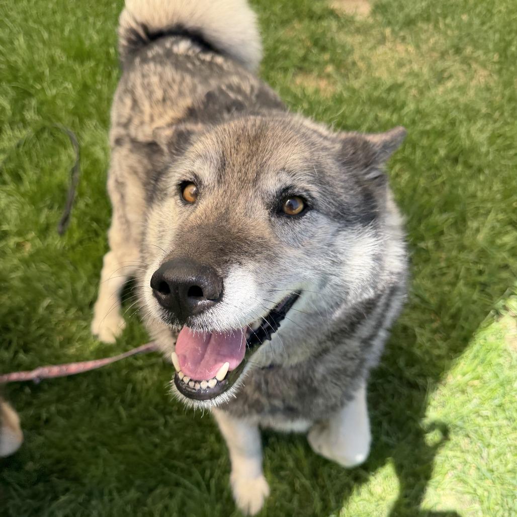 Riley, a Adoptable mixed breed in Murray, UT image 3/5
