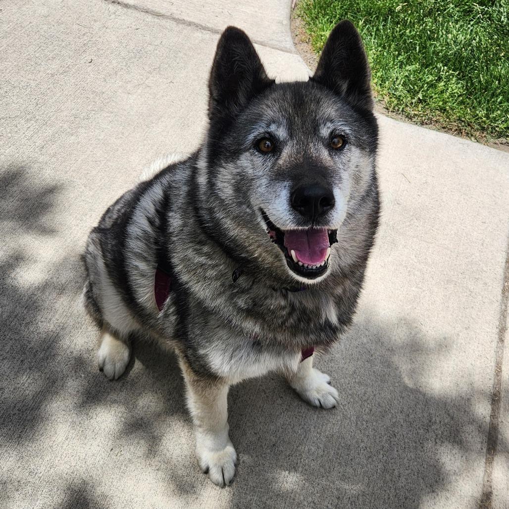Riley, a Adoptable mixed breed in Murray, UT image 5/5