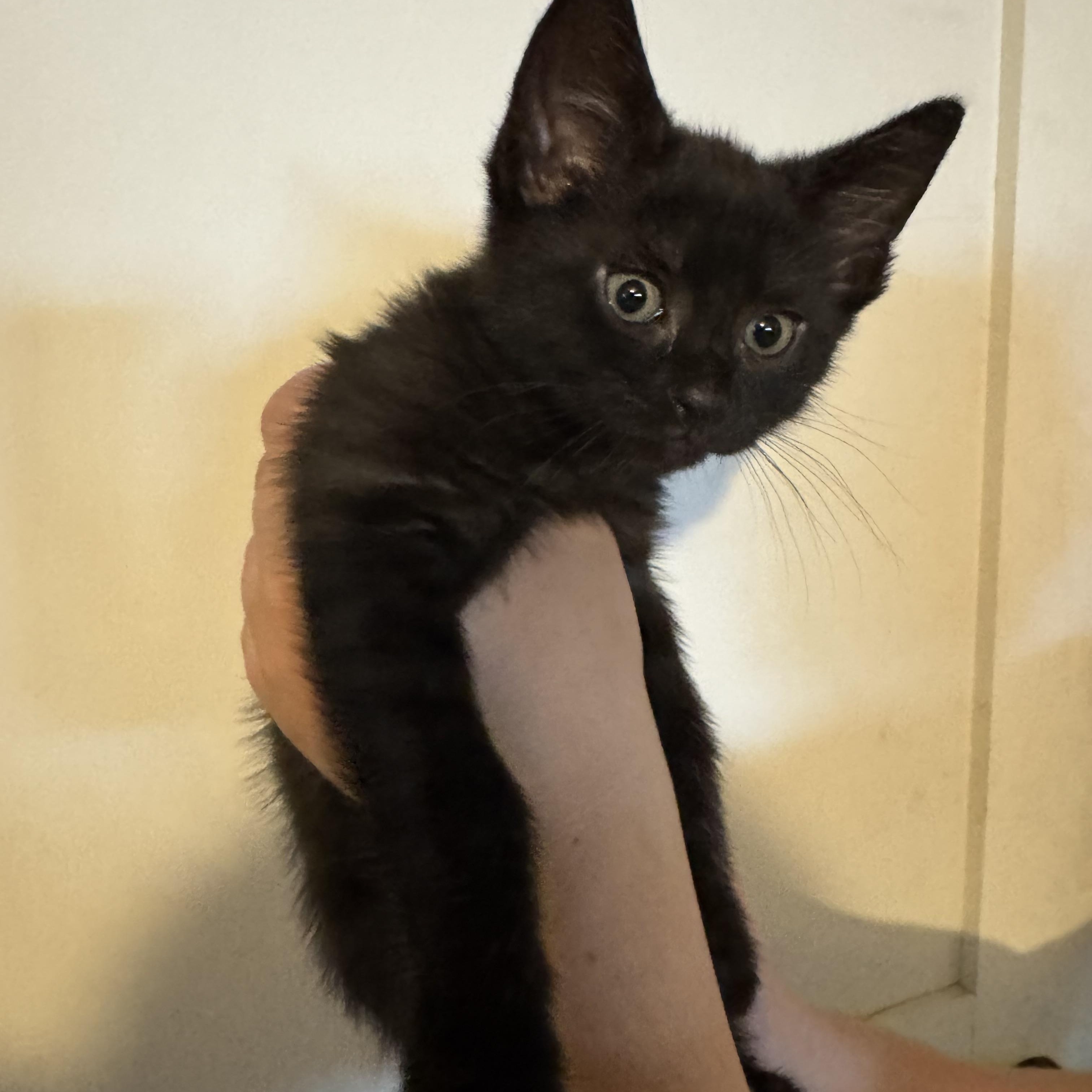 Enlarge Francois, a Adoptable Domestic Short Hair in Wanaque, NJ image 1/6