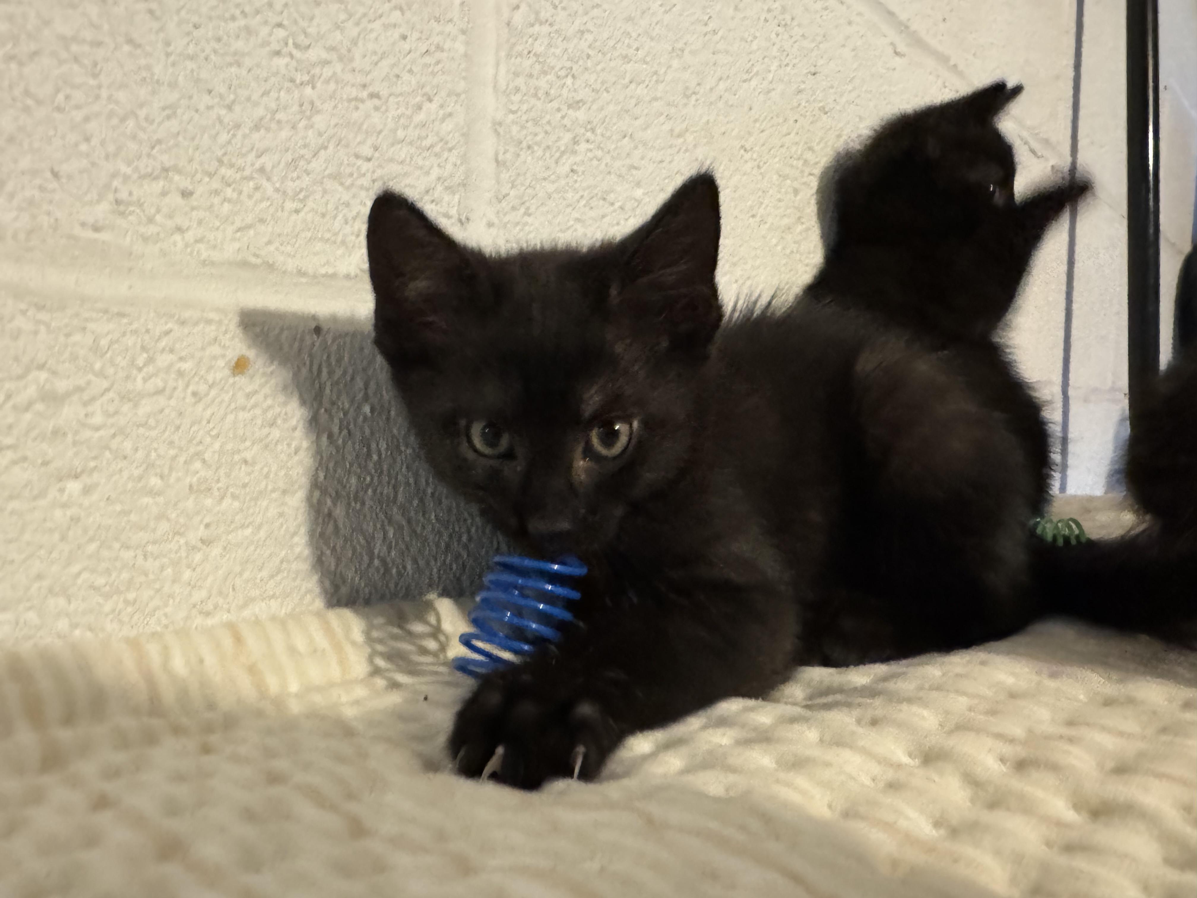 Enlarge Francois, a Adoptable Domestic Short Hair in Wanaque, NJ image 4/6