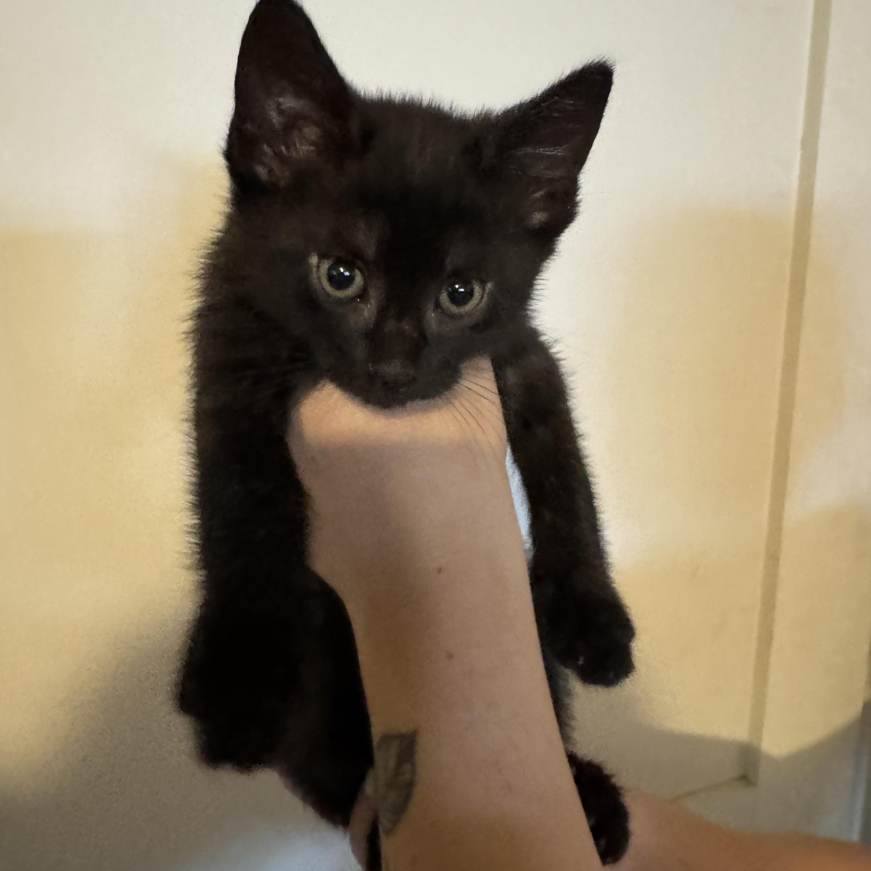 Enlarge Francois, a Adoptable Domestic Short Hair in Wanaque, NJ image 3/6