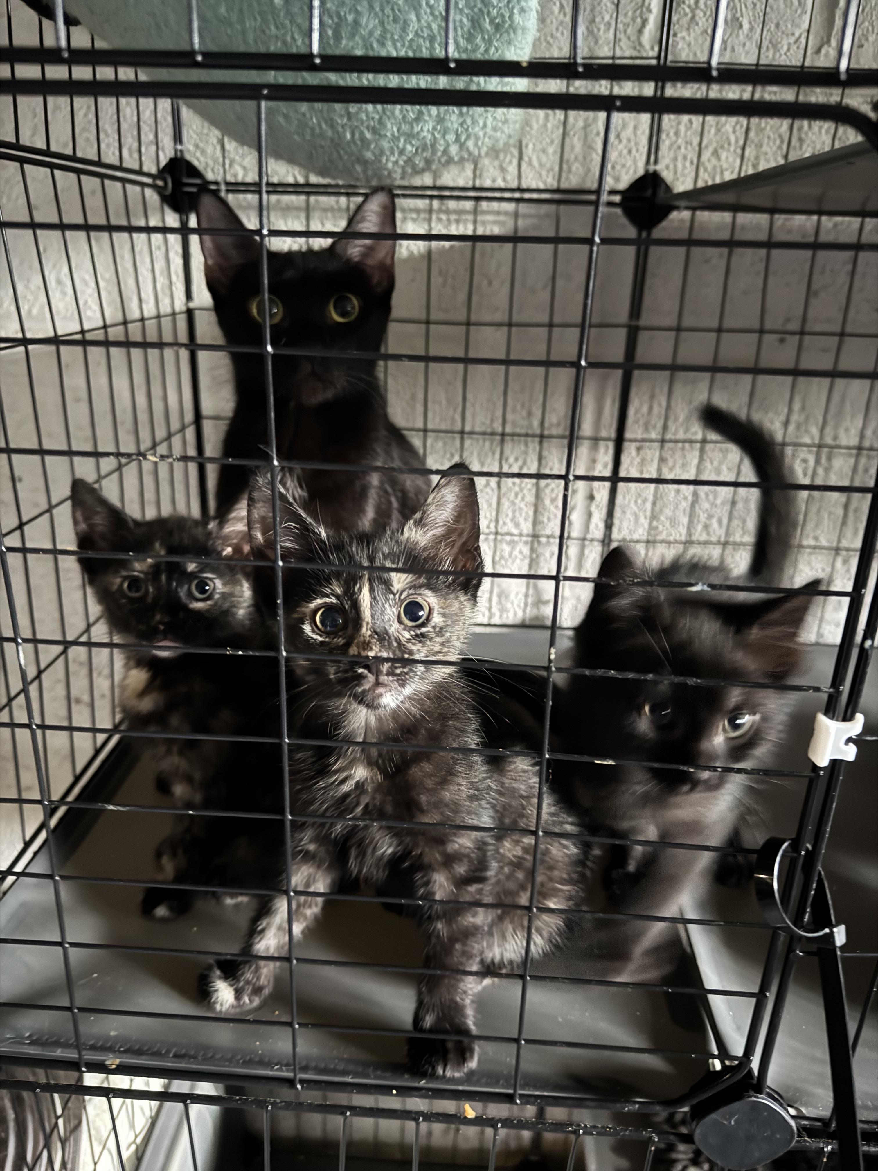 Enlarge Francois, a Adoptable Domestic Short Hair in Wanaque, NJ image 2/6