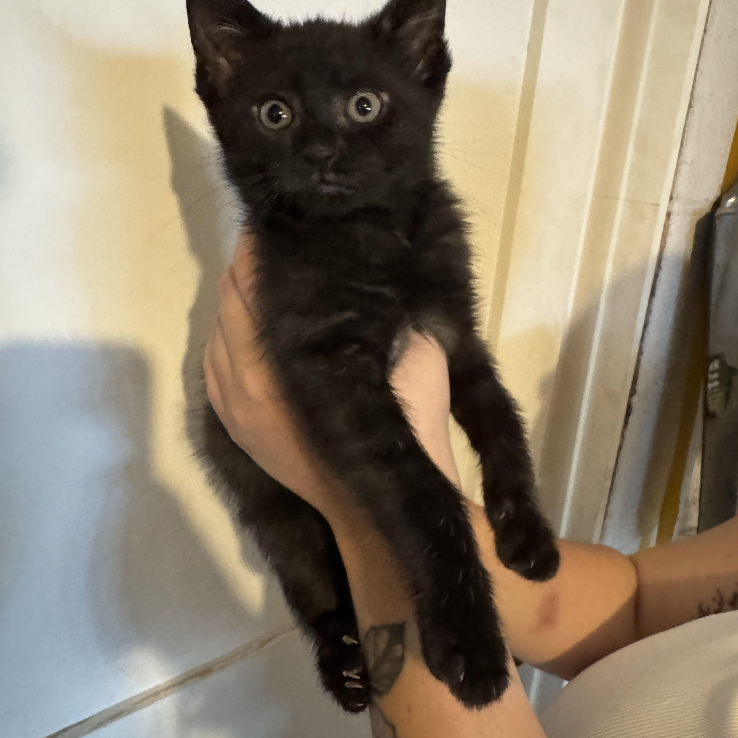 Enlarge Francois, a Adoptable Domestic Short Hair in Wanaque, NJ image 5/6