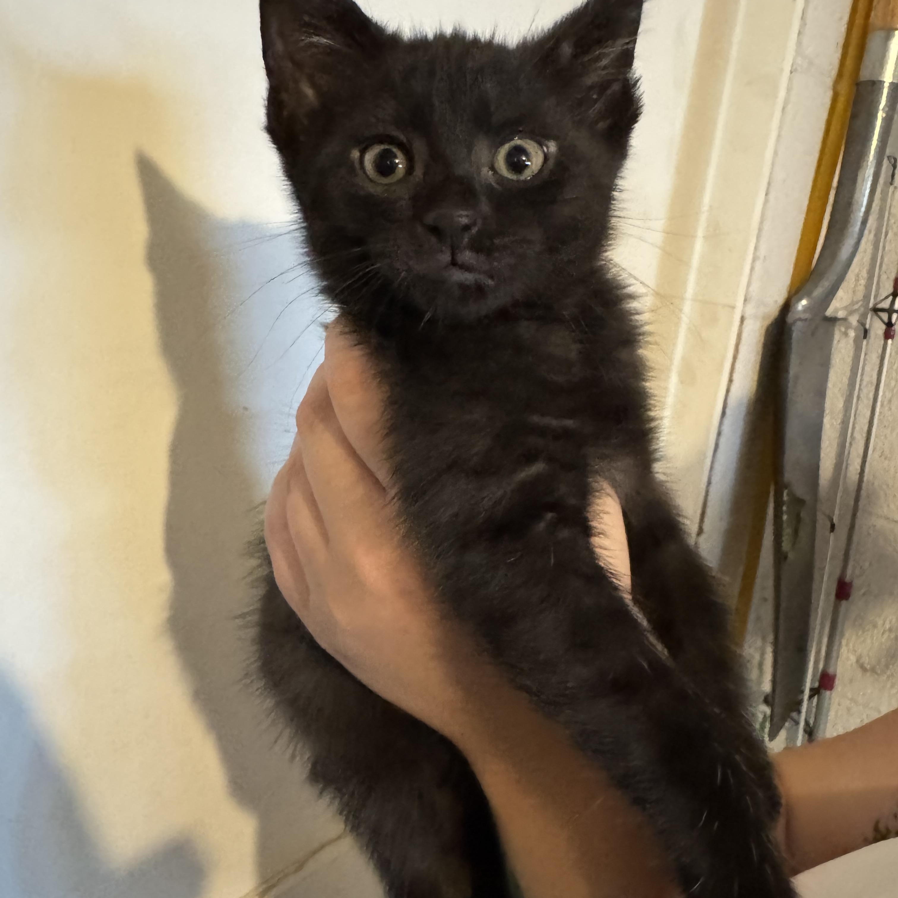 Enlarge Francois, a Adoptable Domestic Short Hair in Wanaque, NJ image 6/6