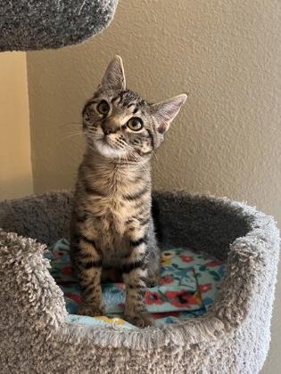 Holly, Adoptable, Kitten Female Domestic Short Hair & Domestic Short Hair.