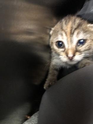 Enlarge Holly, a Adoptable mixed breed in Hillsboro, OR image 2/3