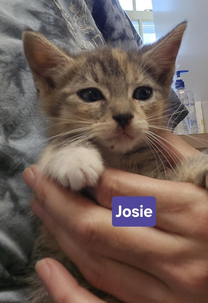 Enlarge Josie, a Adoptable mixed breed in East Greenville, PA image 1/3