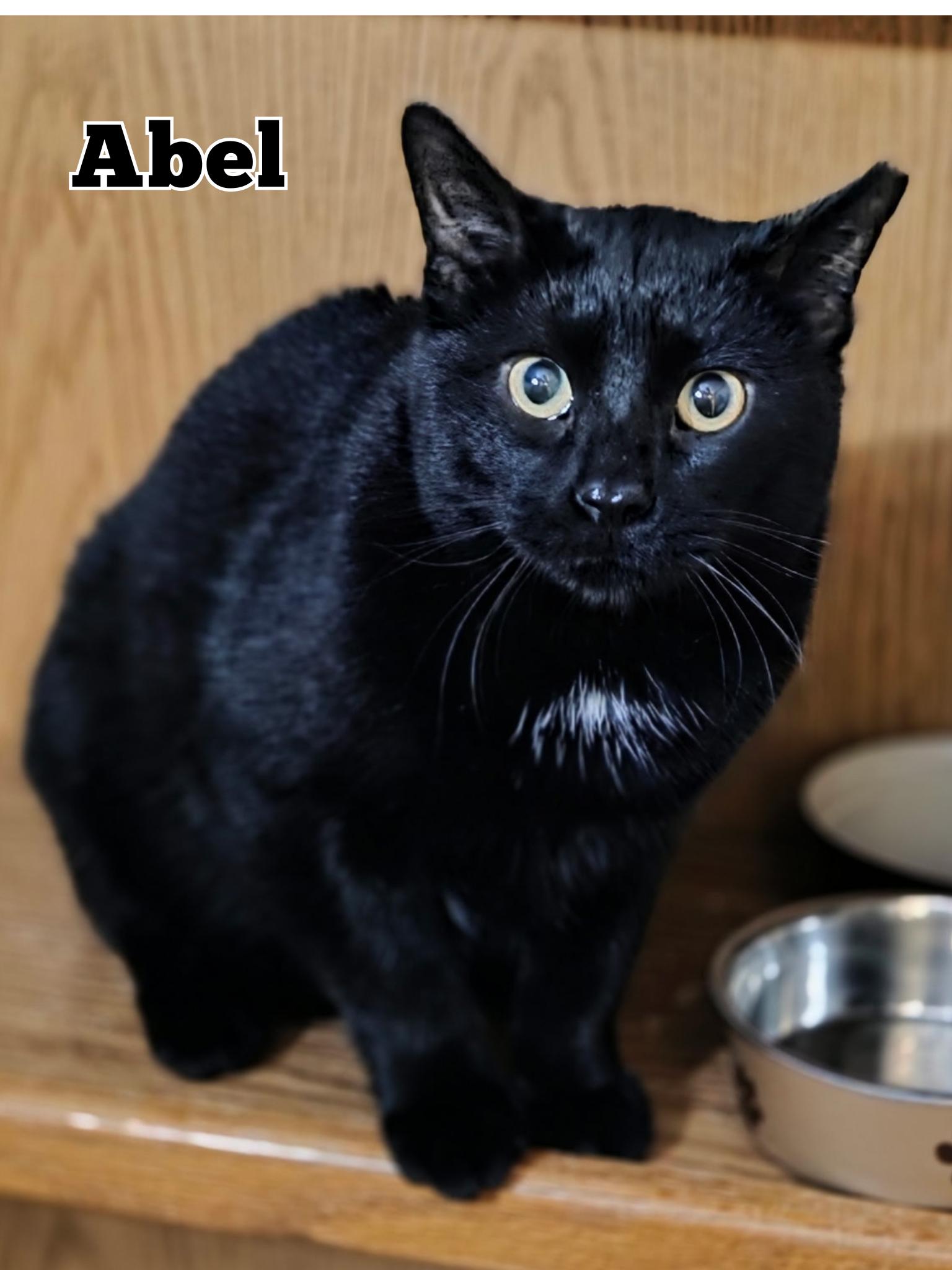 Abel, adopted, Adult Male Domestic Short Hair.