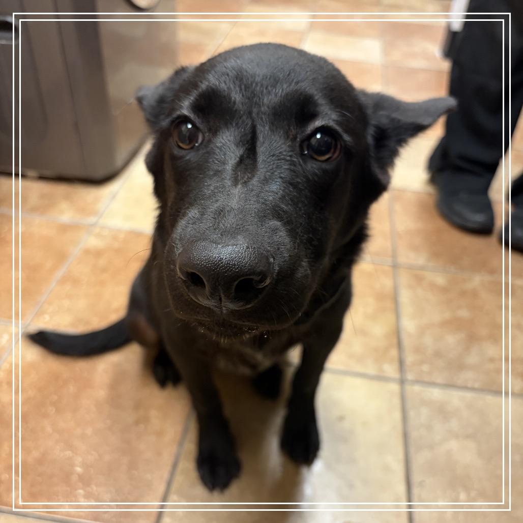 Enlarge FWT Prissy, a Adoptable mixed breed in Midland, TX image 1/1