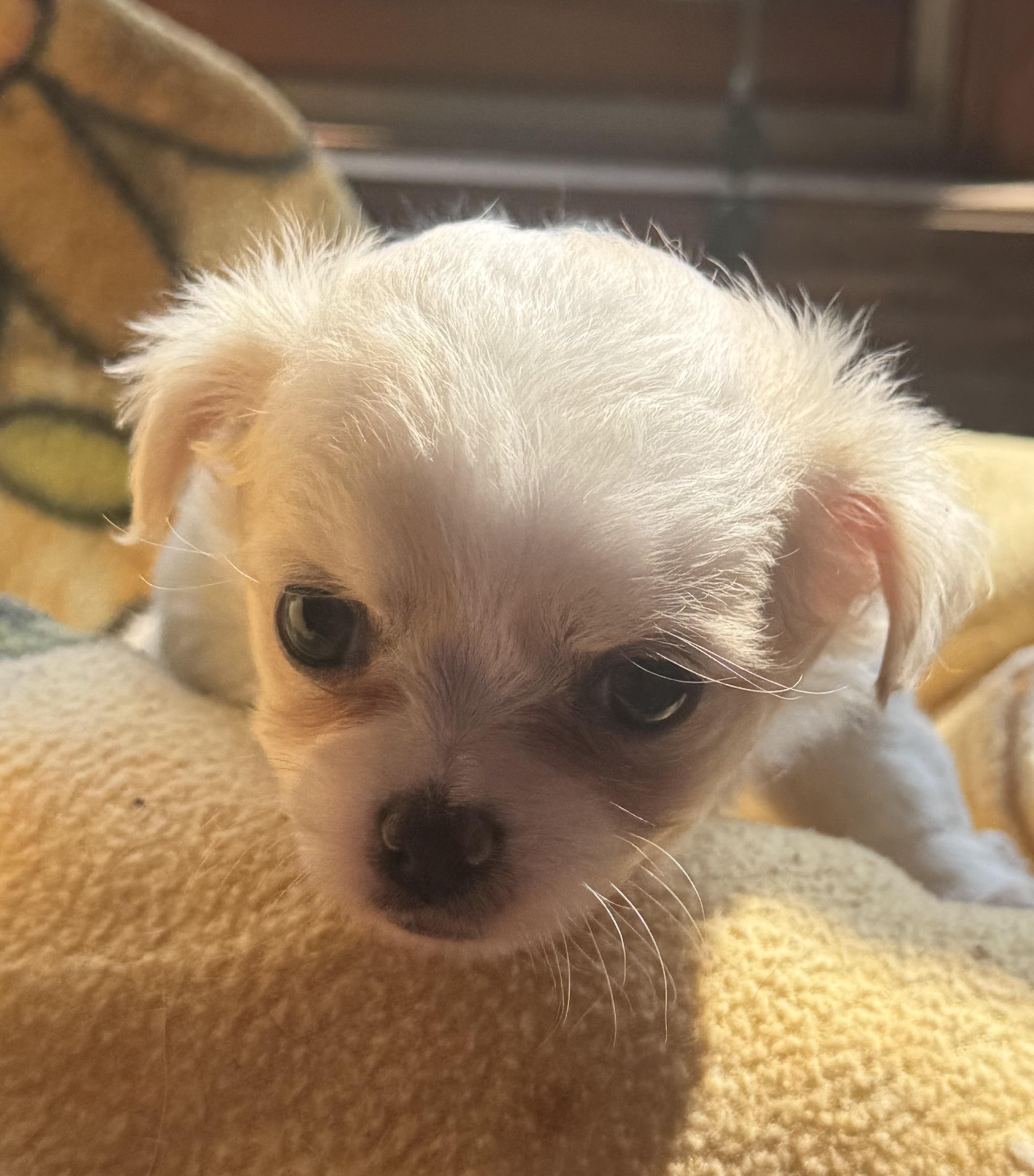 Lotty, ADOPTABLE, Puppy Female Pekingese & Chihuahua.