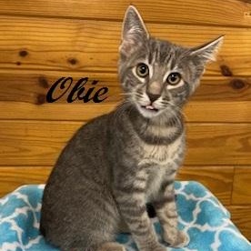 Obie - Come meet me and my brother at The Kitten Around Cat Lounge!, a Adoptable Tabby in Southern Pines, NC image 2/5