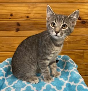 Obie - Come meet me and my brother at The Kitten Around Cat Lounge!, a Adoptable Tabby in Southern Pines, NC image 5/5
